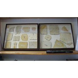 Fossile Krebs-Arten Sammlung (19 Stück ) Original