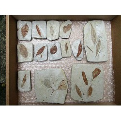Fossile Zimtblätter (13 Teile)